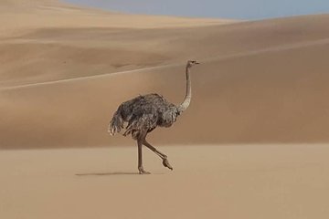 Namib Desert and wildlife photography tour  